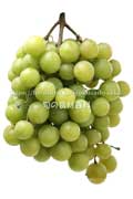 トンプソン・シードレス（Thompson Seedless Grapes）