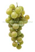 トンプソン・シードレス（Thompson Seedless Grapes）