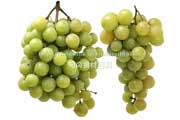 トンプソン・シードレス（Thompson Seedless Grapes）