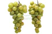 トンプソン・シードレス（Thompson Seedless Grapes）