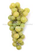 トンプソン・シードレス（Thompson Seedless Grapes）