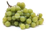 トンプソン・シードレス（Thompson Seedless Grapes）