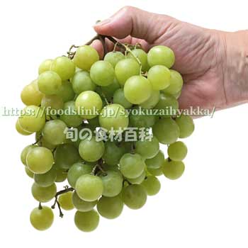 トンプソン・シードレス（Thompson Seedless Grapes）の大きな果房