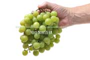 トンプソン・シードレス（Thompson Seedless Grapes）