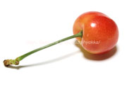 レーニア（Cherry-Rainier）＜アメリカンチェリーの品種