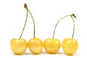 月山錦／がっさんにしき＜黄色いさくらんぼ／yellow cherry