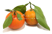 橙／だいだい／ダイダイ　香酸柑橘　みかん