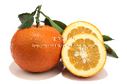 橙／だいだい／ダイダイ　香酸柑橘　みかん
