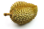 ドリアン／Durian