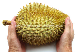 ドリアン／Durian