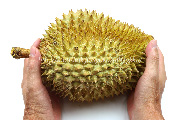 ドリアン／Durian