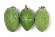 フェイジョア(Feijoa) フェイジョア(Feijoa)