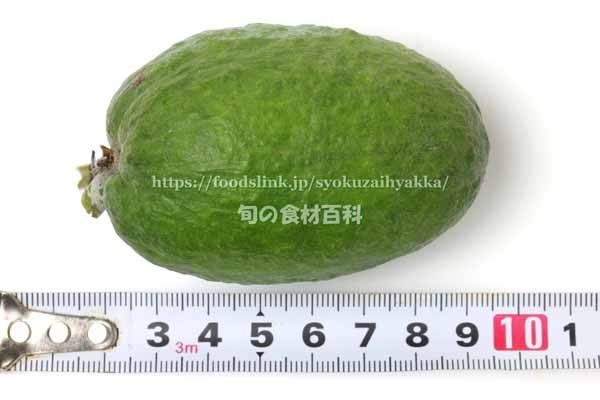 フェイジョア（Feijoa）