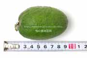 フェイジョア(Feijoa) フェイジョア(Feijoa)