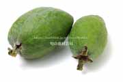 フェイジョア(Feijoa) フェイジョア(Feijoa)