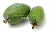 フェイジョア（Feijoa）