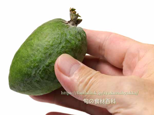 フェイジョア（Feijoa）