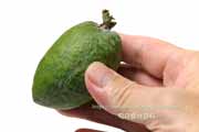 フェイジョア（Feijoa）