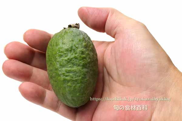 フェイジョア(Feijoa) フェイジョア(Feijoa)