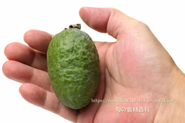 フェイジョア（Feijoa）