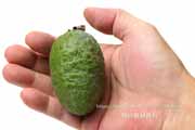 フェイジョア（Feijoa）