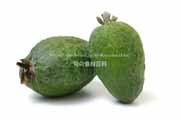 フェイジョア（Feijoa）