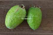 フェイジョア(Feijoa) フェイジョア(Feijoa)