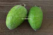 フェイジョア（Feijoa）