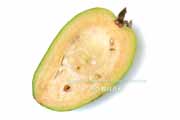 フェイジョア(Feijoa) フェイジョア(Feijoa)