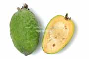 フェイジョア(Feijoa) フェイジョア(Feijoa)