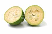 フェイジョア(Feijoa) フェイジョア(Feijoa)