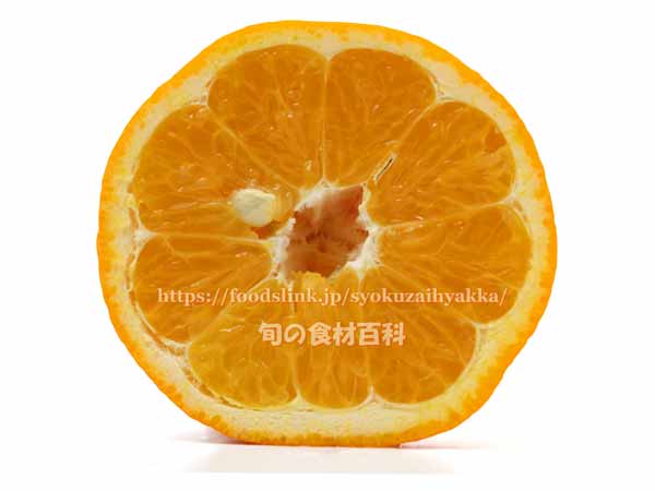 イヨカン/宮内伊予柑(みやうちいよかん) イヨカン/宮内伊予柑(みやうちいよかん)