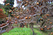 豆柿、まめがき、信濃柿、マメガキ