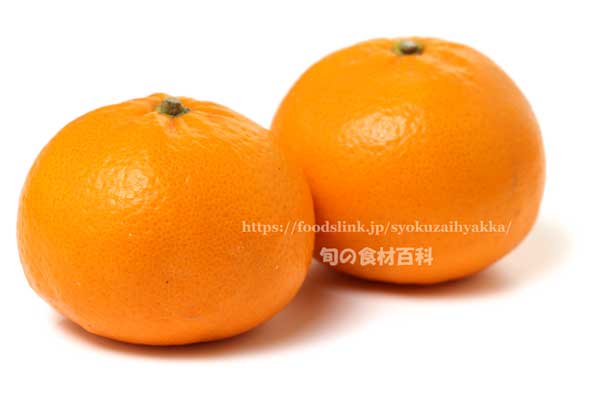 かんきつ中間母本農6号　みかん　柑橘