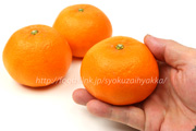 津之望　みかん　柑橘