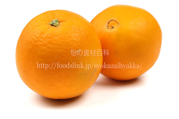 白柳(しろやなぎ)ネーブル オレンジ シロヤナギ
