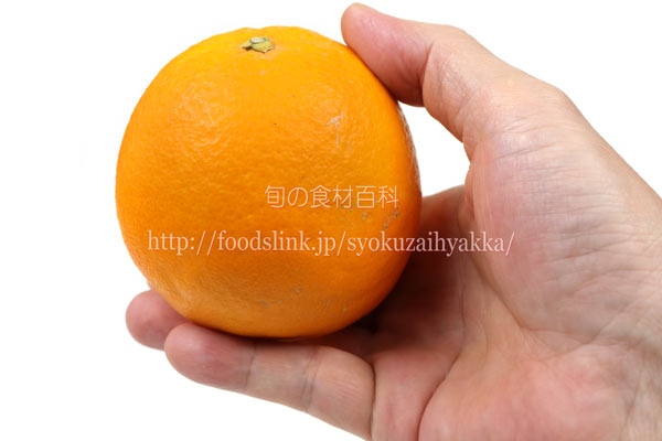白柳(しろやなぎ)ネーブル オレンジ シロヤナギ
