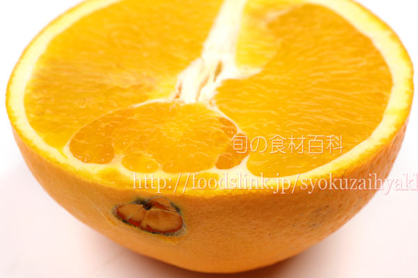 白柳(しろやなぎ)ネーブル オレンジ シロヤナギ