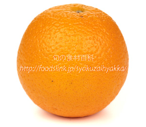 バレンシアオレンジ　Valencia orange