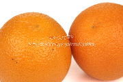 バレンシアオレンジ　Valencia orange