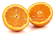 バレンシアオレンジの断面と果肉　Valencia orange