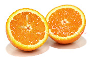 バレンシアオレンジの断面と果肉　Valencia orange