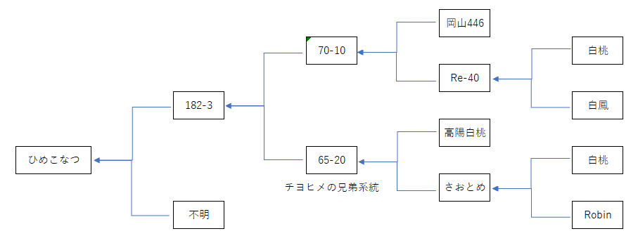 ひめこなつの系統図