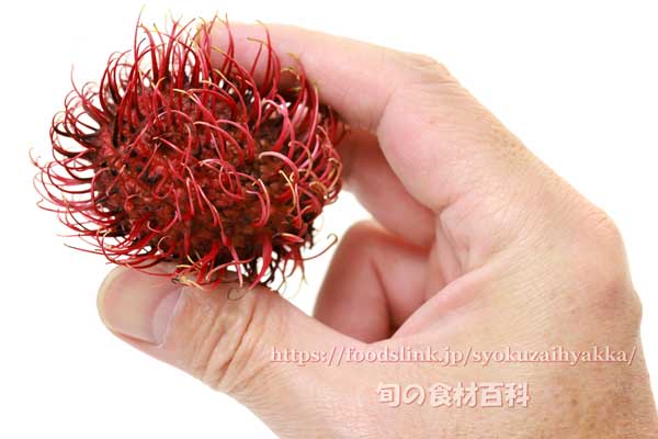 ランブータン,Rambutan