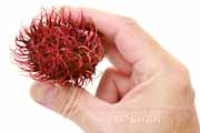 ランブータン,Rambutan