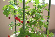 ボイセンベリー／boysenberry／ボイズンベリー＜木いちご