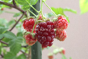 ボイセンベリー／boysenberry／ボイズンベリー＜木いちご