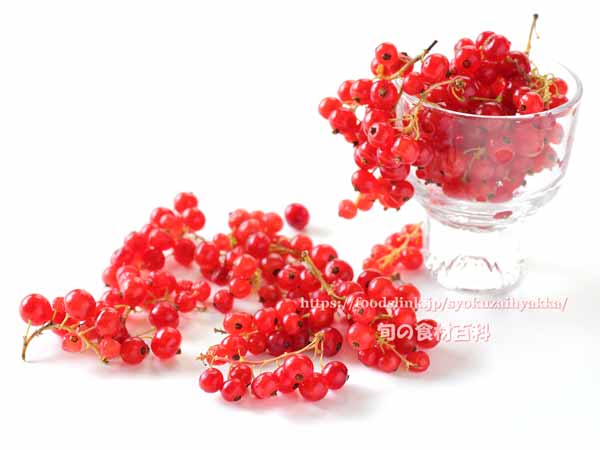 レッドカラント,レッドカーラント,赤スグリ,房すぐり,アカスグリ,グロゼイユ,フサスグリ,red currant,groseille