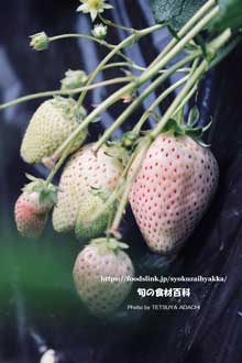 栃木県のアサヒファームで土耕栽培されているミルキーベリー（栃木iW1号）