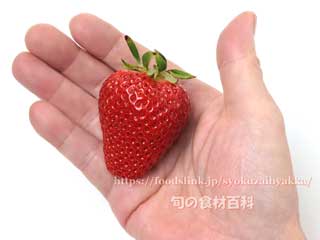 紀の香(きのか) イチゴ 和歌山県のいちご 紀の香(きのか)